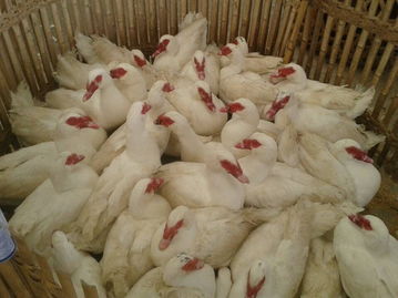 福州海峽農(nóng)副產(chǎn)品物流中心 家禽批發(fā)市場(chǎng)的繁榮與農(nóng)副產(chǎn)品的流通樞紐